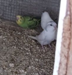 Piriquitos várias cores