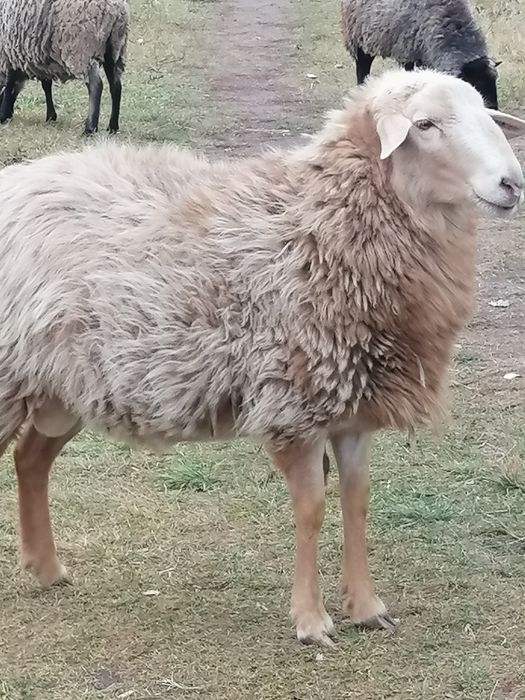 Продам діючий бізнес-вівчарство.