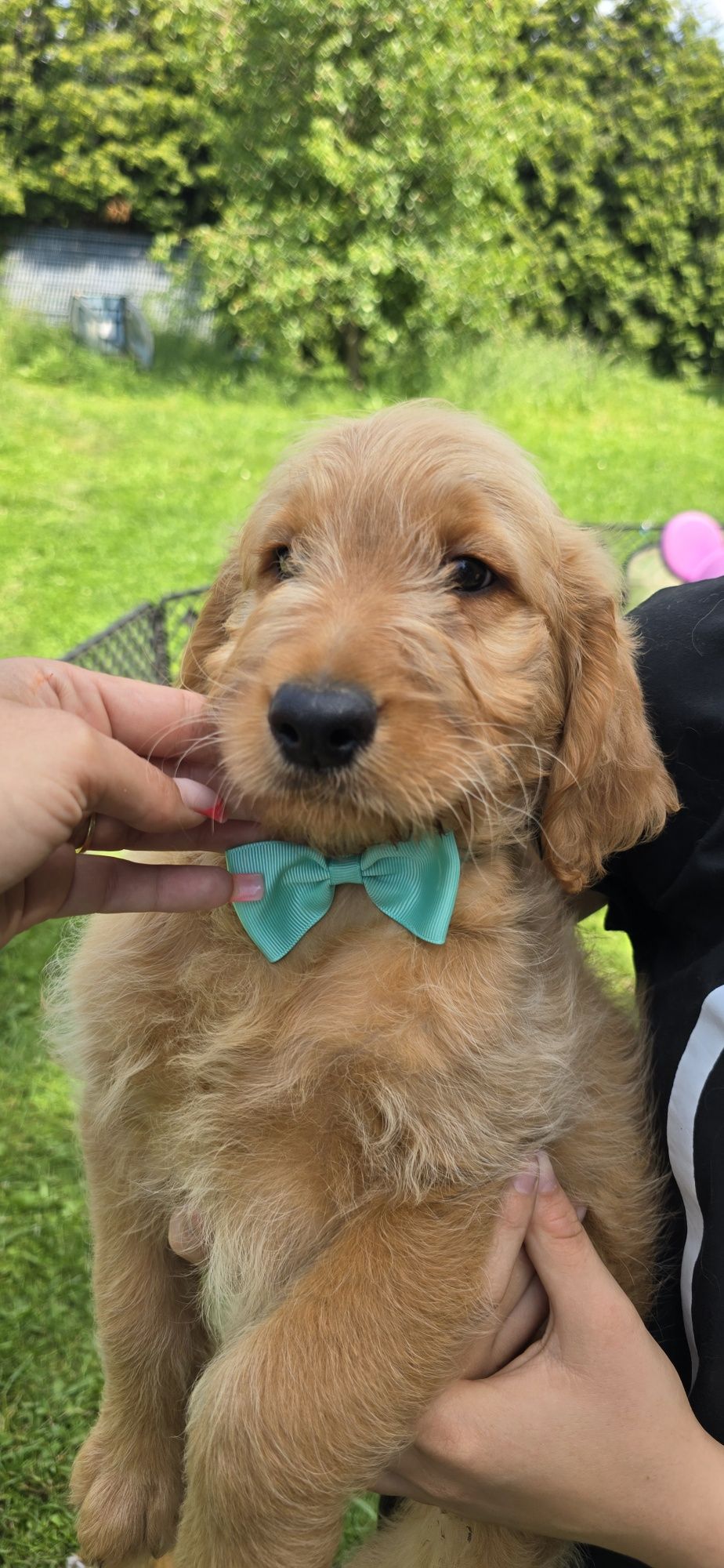 Goldendoodle f1 standard piesek