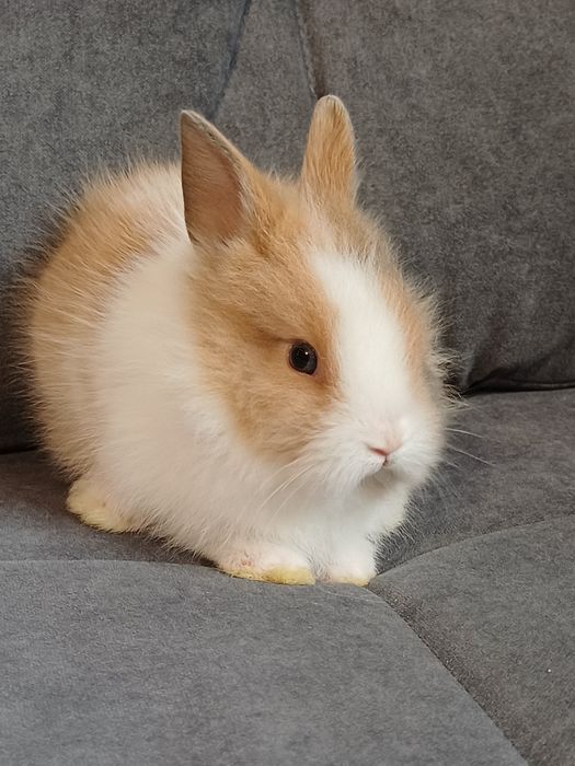 Królik miniaturka
