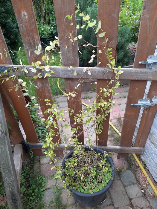 Nadwyżki z ogrodu byliny trawy krzewy drzewa