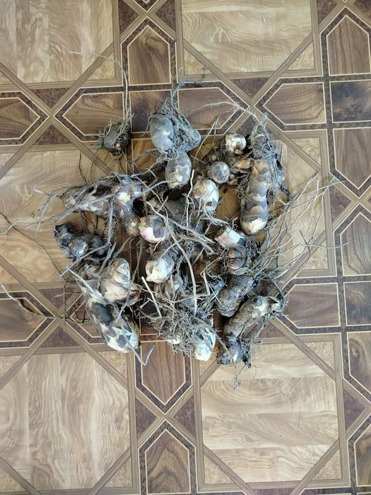 Kanna Paciorecznik kłącza