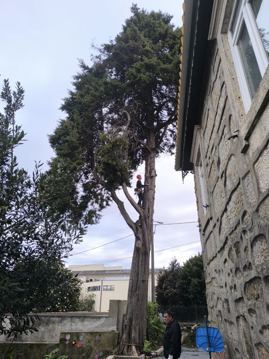 Vendo lenha de cedro