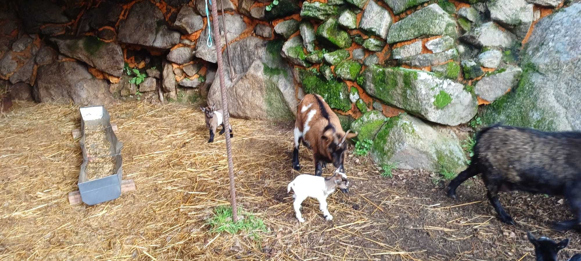 Cabras, cabritos anãs