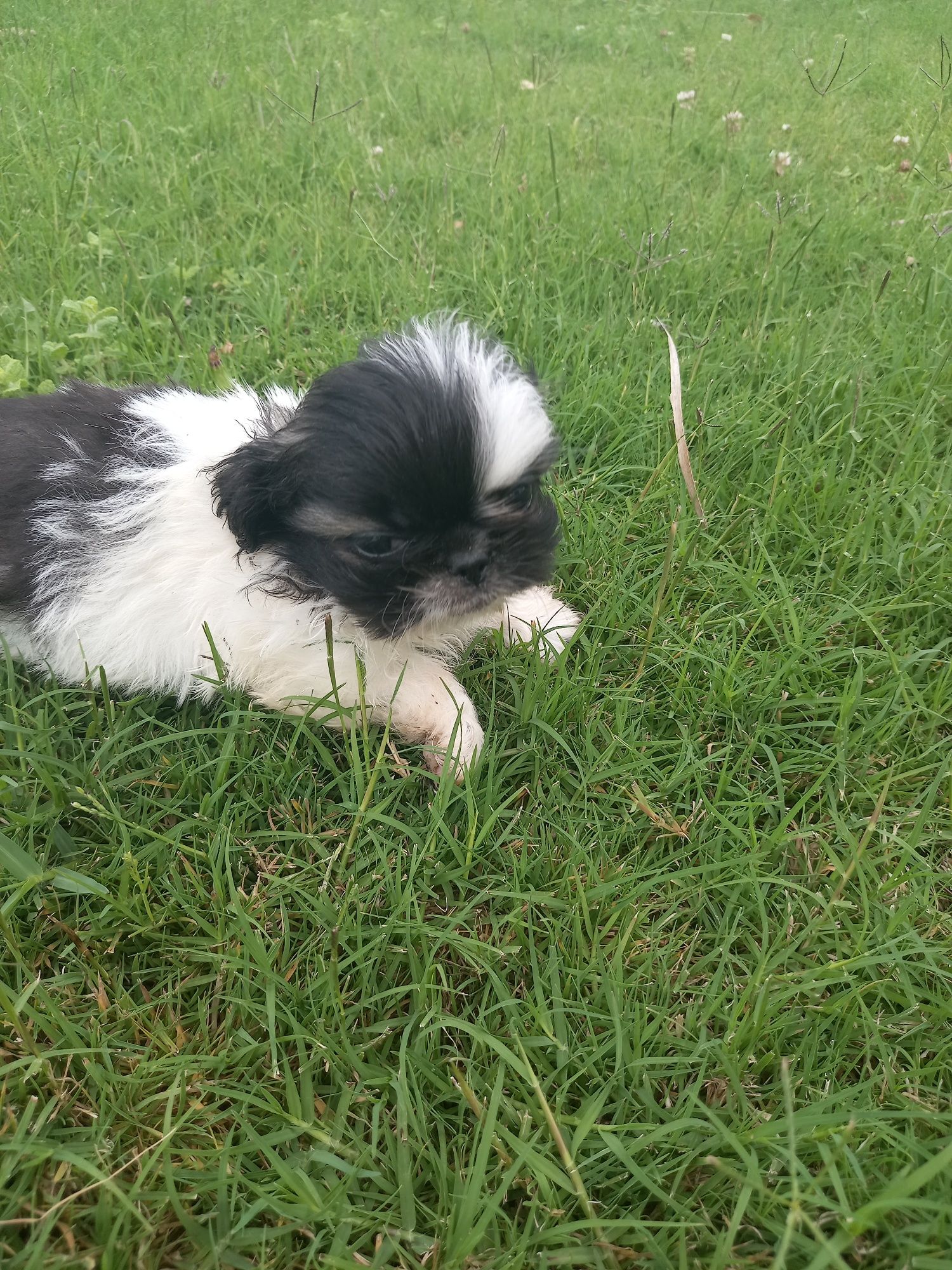 Menino  shih-tzu