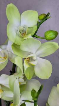 Орхидея орхідеї орхидеи орхидея Фаленопсис