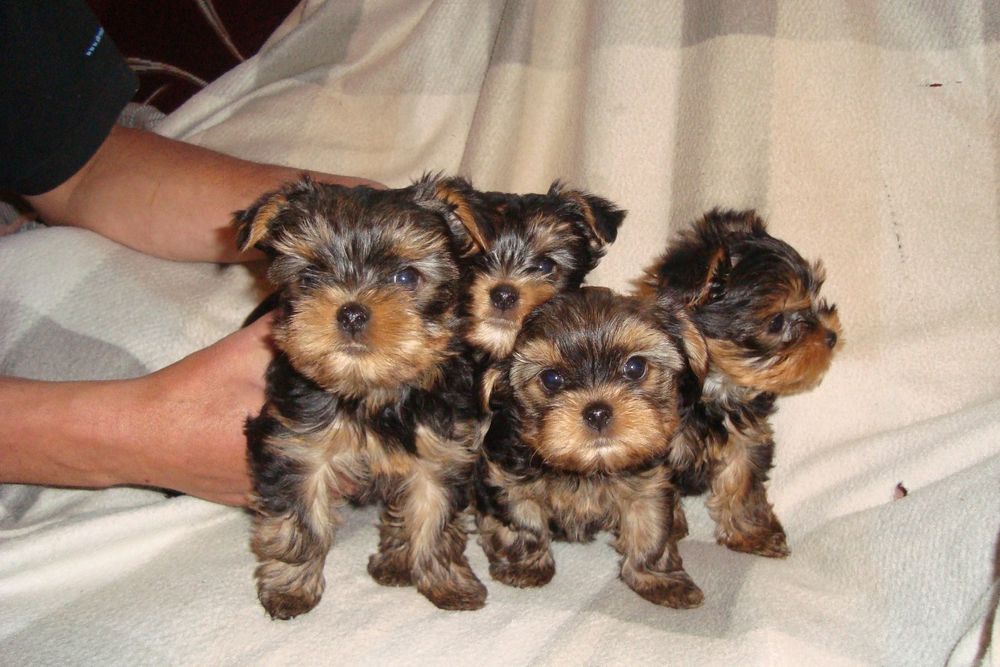 Щенки Йоркширского терьера.