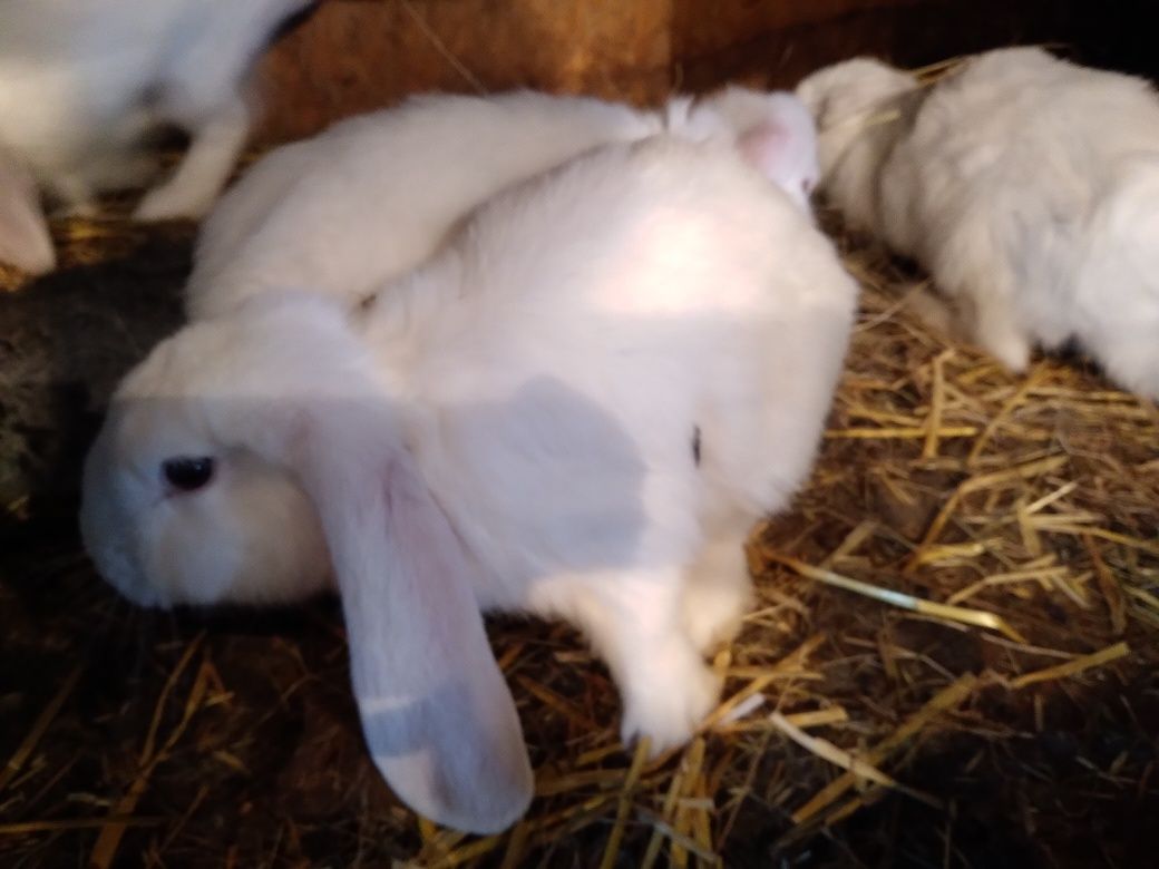 Króliki barany francuskie białe niebieskookie i czerwonookie
