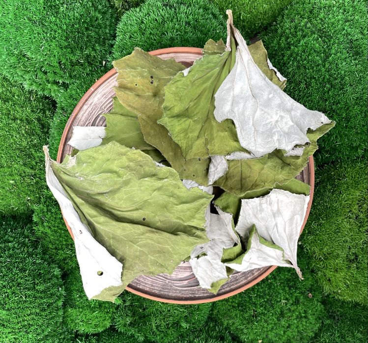 Мати-й-мачуха листя , сушене листя , мать -и-мачеха