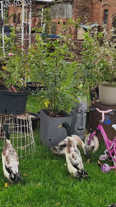 Biegus indyjski srebrne kaczory