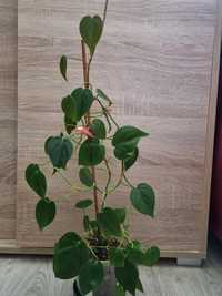 Philodendron Hederaceum Scandes