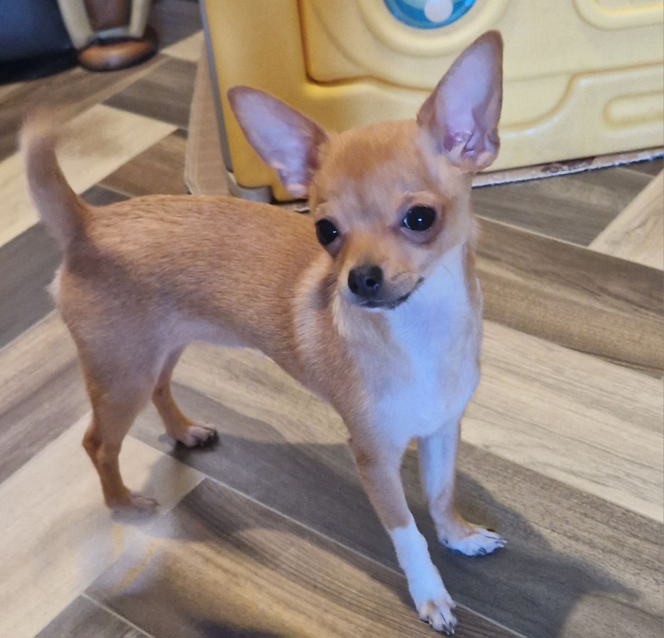 Dziewczynk Złota Chihuahua