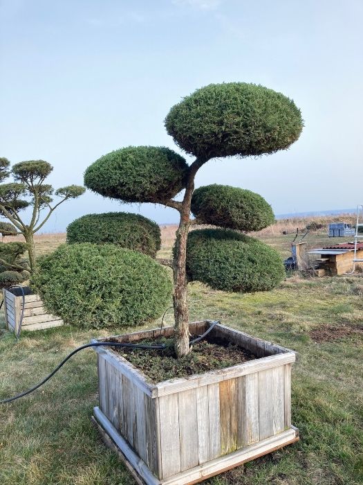 Bonsai - Juniperus Pfitzeriana Compacta - 180 cm- WIELKIE 