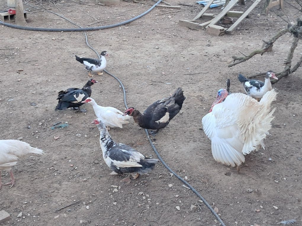 Patos mudos criados ao ar livre