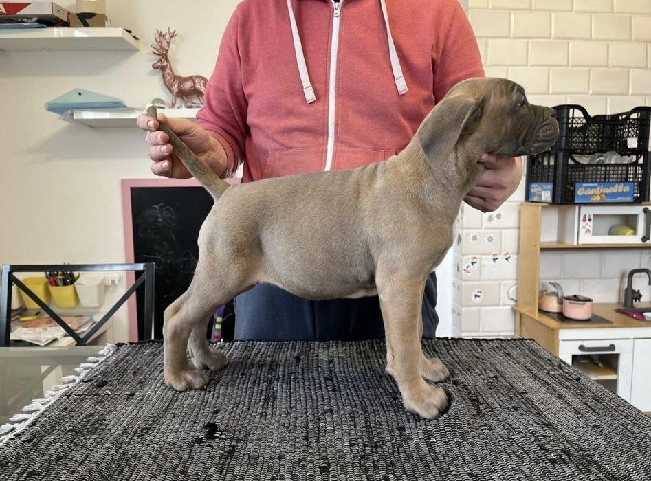 Cane Corso mocna suczka