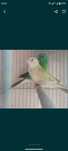 Várias Aves Pequeno Porte