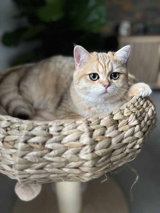 Kocurek brytyjski czarny złocisty