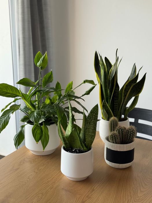 4 vasos de planta + saco de terra + kit jardinagem