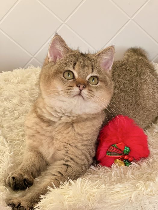 Британська золота шиншилла