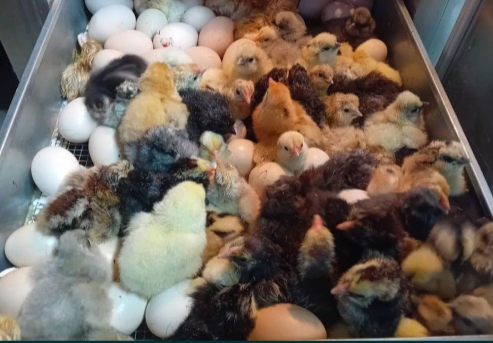 Pisklęta marans, araucana, vorwerk, lakenfelder, silka, wayendotte,