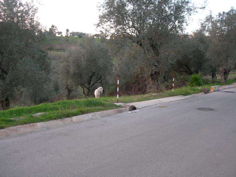 Vendo terreno urbano junto à Solum, Coimbra, para construção.