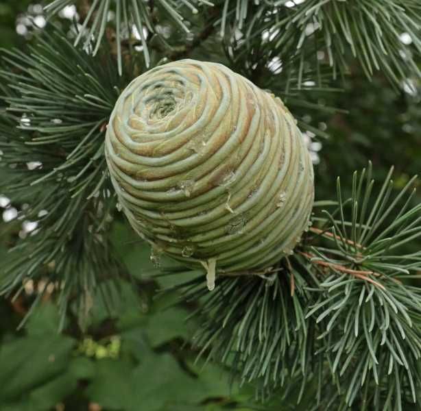 CEDR ATLASKI GLAUCA CEDRUS - sadzonki w doniczkach