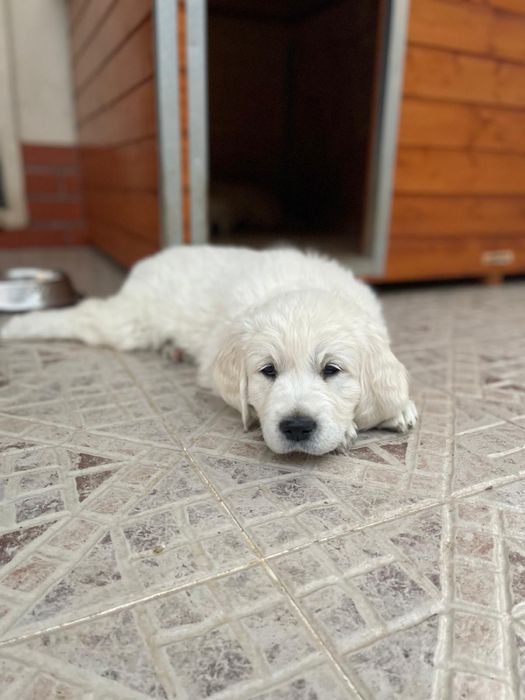 Golden Retriever 2 meses