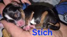 Rezerwacja Yorkshire terrier biewer Stich