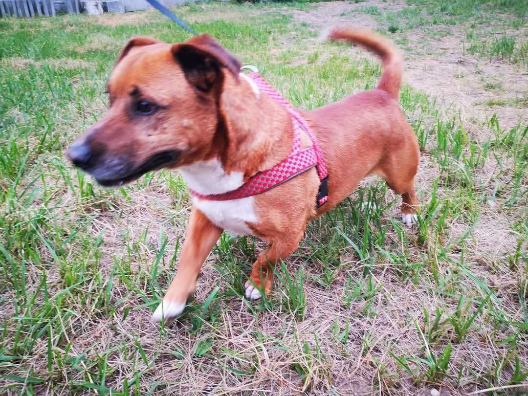 Pokochaj i adoptuj LAKIEGO