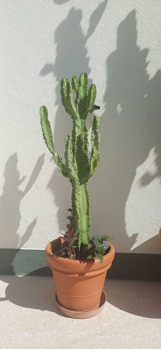 Cacto euphorbia 1 metro altura