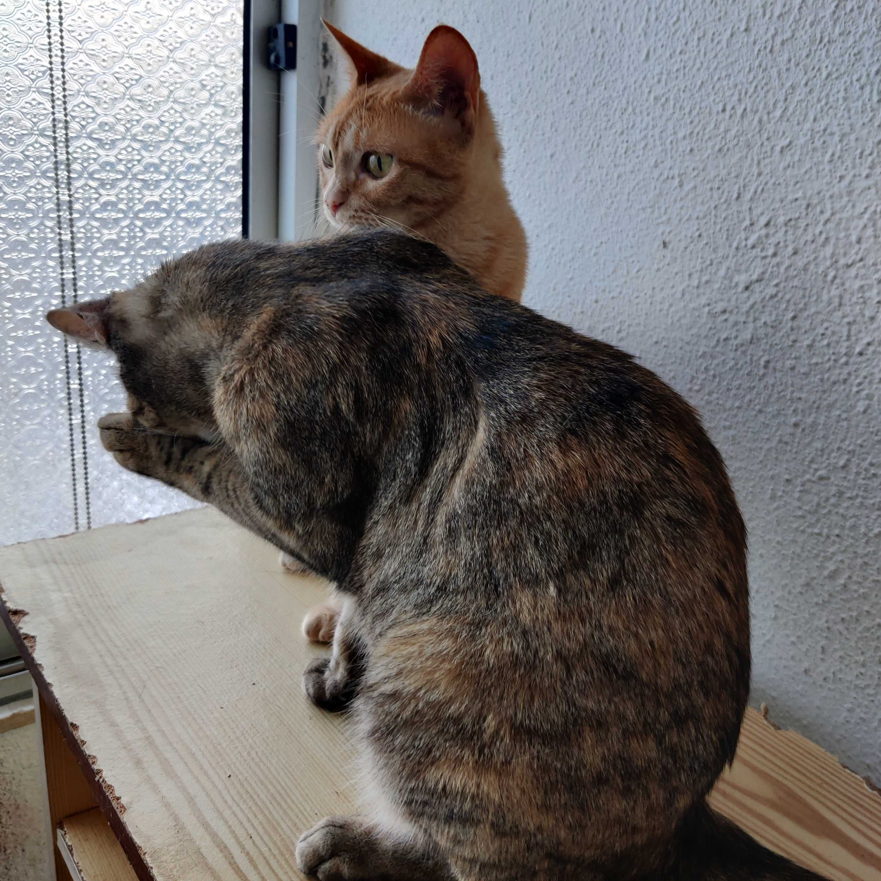 DUAS GATINHAS ADULTAS À PROCURA DE UM LAR PERMANENTE