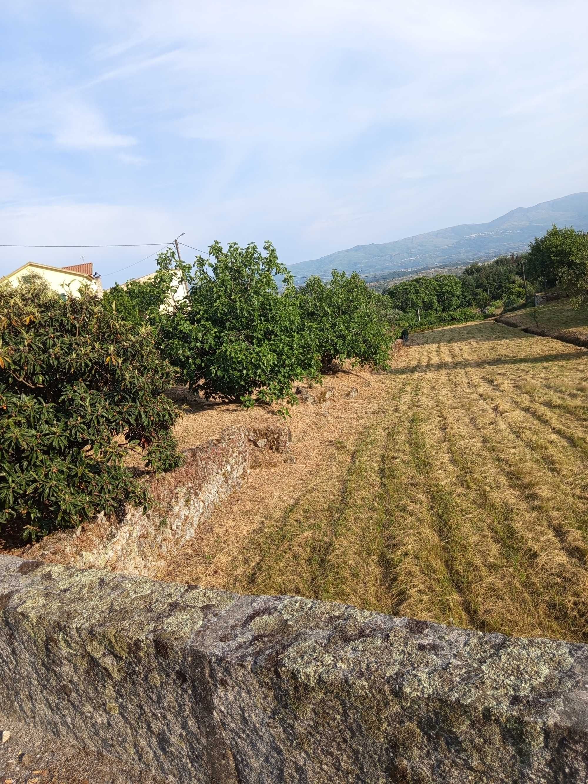 Vendo terreno em Fornos de Algodres