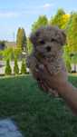 Frispoo Bichon z pudlem szczeniaczki