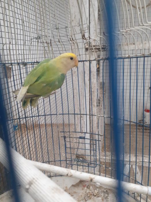 Agaporni roseicolli (Femea Sexada de 2024)