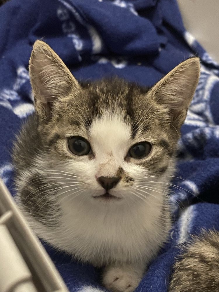 Kotki do adopcji