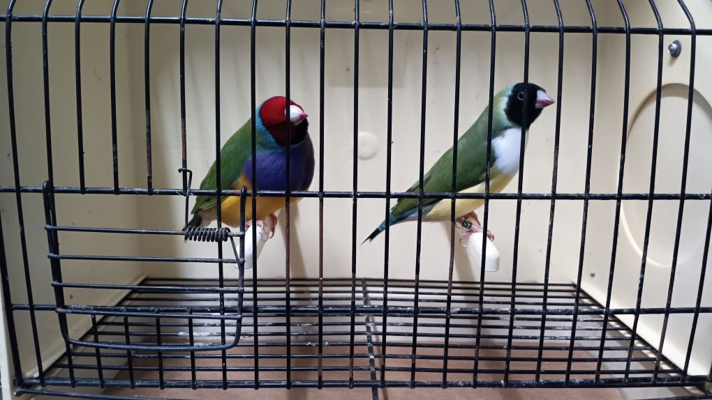 Diamantes de Gould