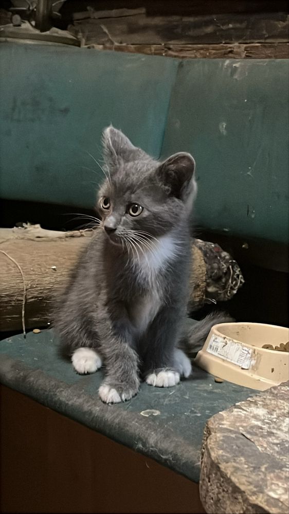 Бесплатно котята