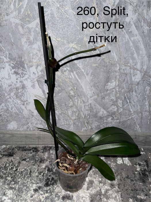 Орхідея домашня з дітками, квітоносами