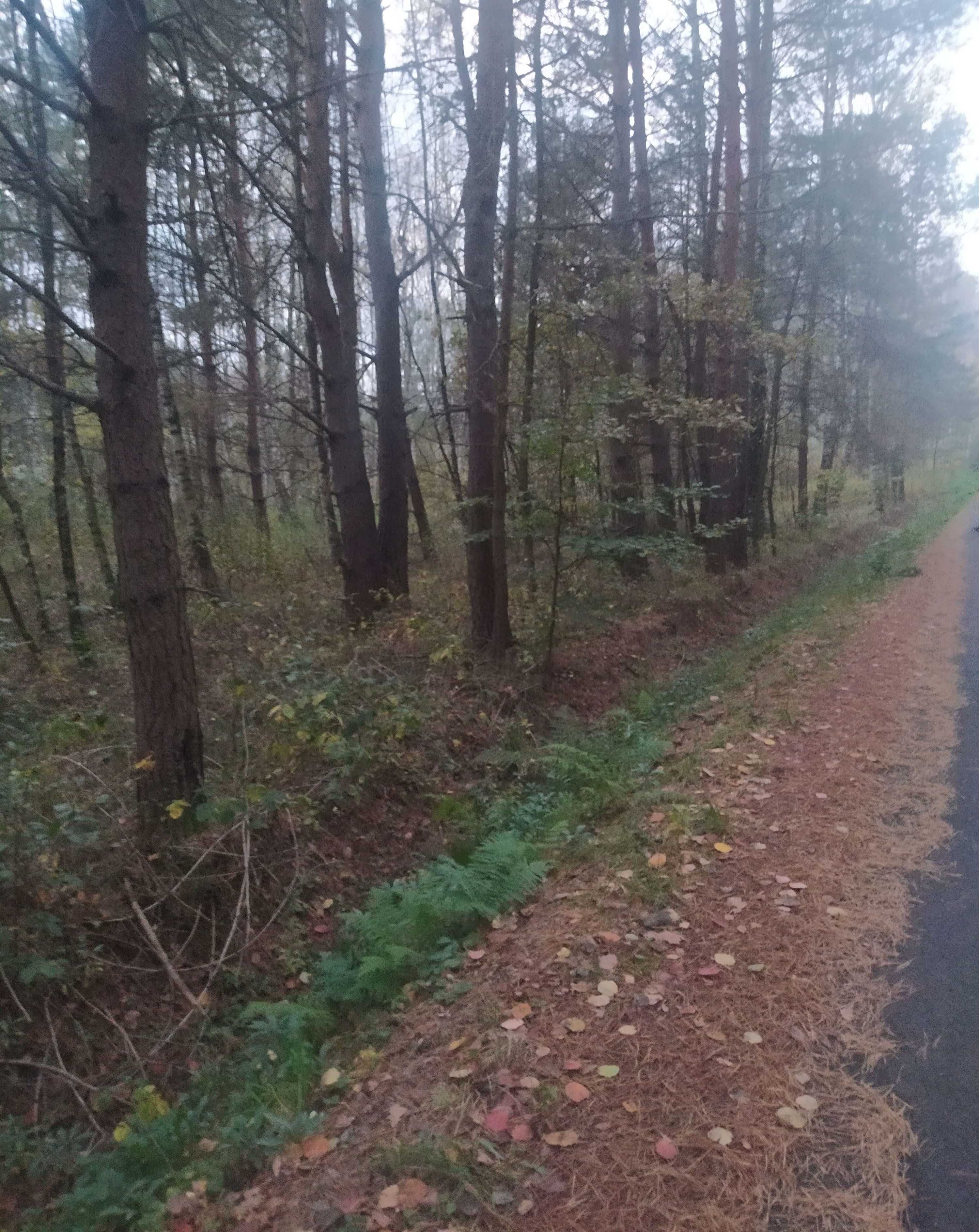 Działka Wola Raniżowska 25 ar