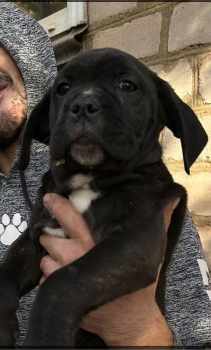 Кане корсо цуценята дівчатка