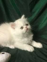 Белый длинношёрстный котёнок страйт хайленд британский