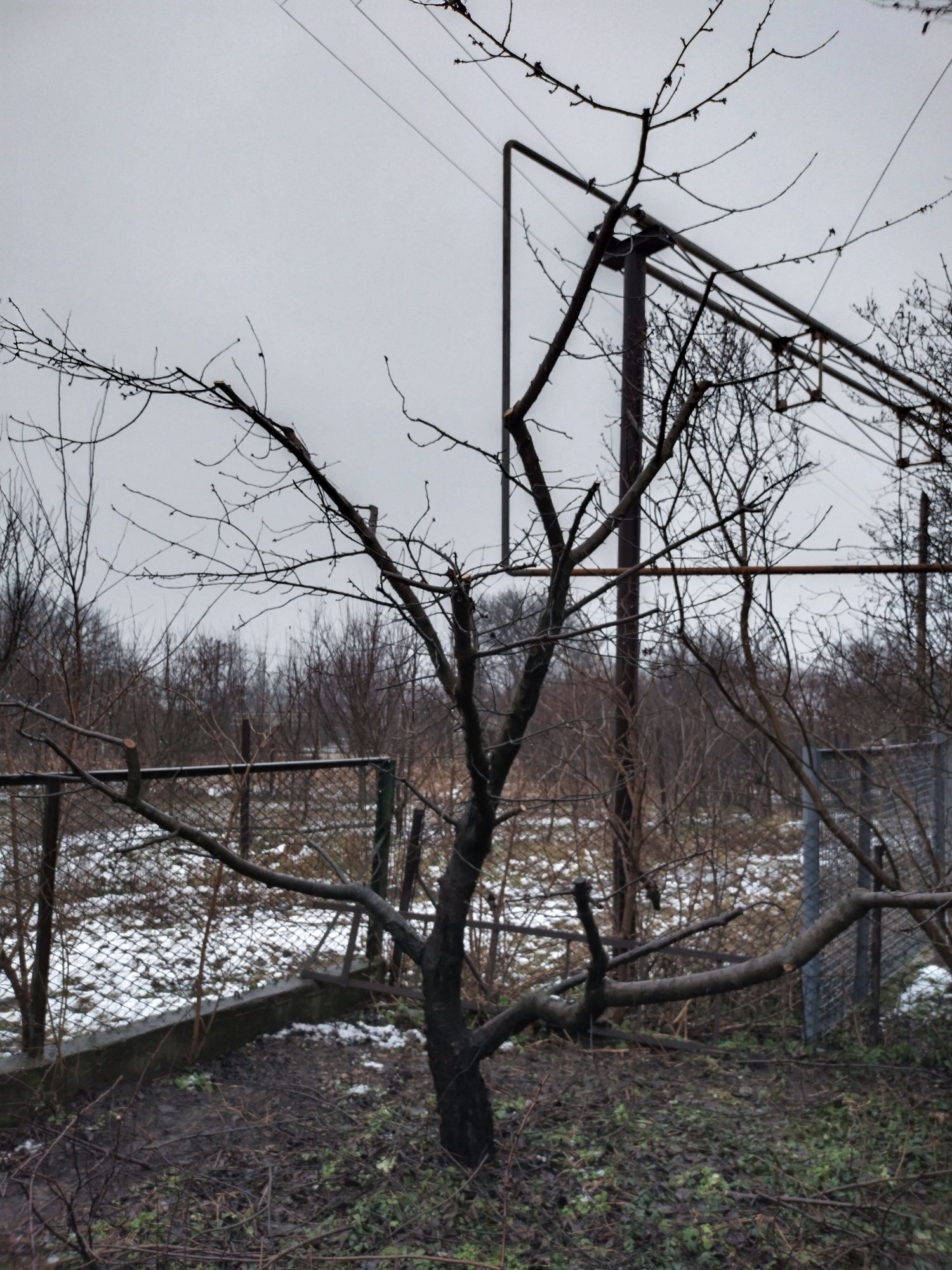 Обрезка плодовых деревьев