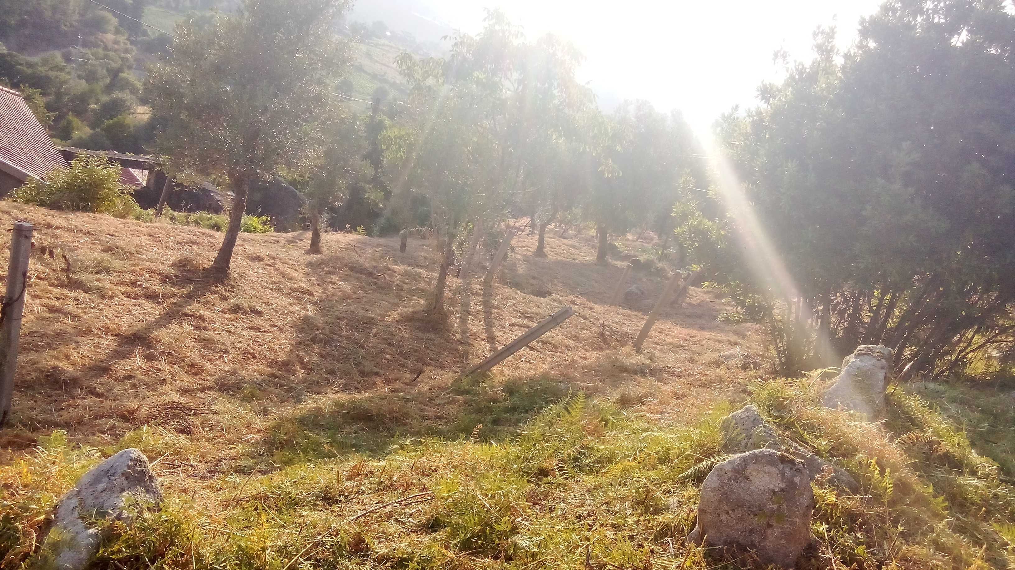 Limpeza de Terrenos