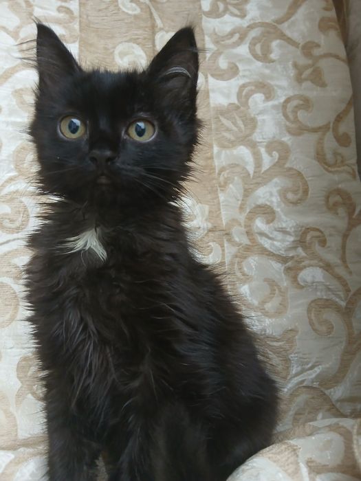 Отдам котенка в добрые руки!