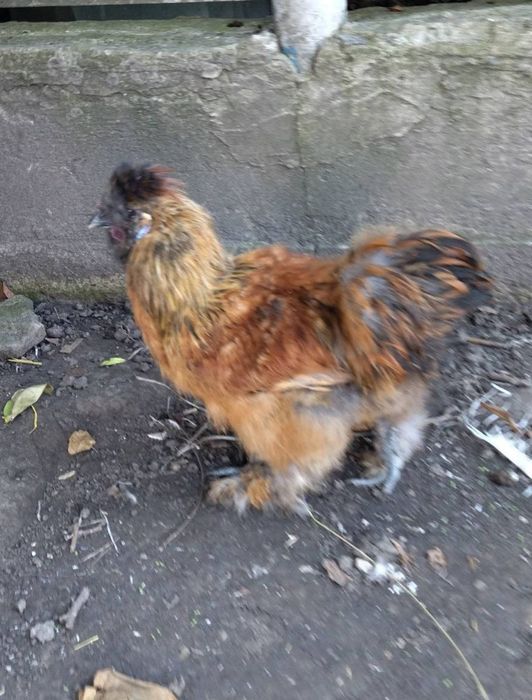 Продам курей породи Китайська пухова