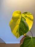Monstera Marmorata Aurea