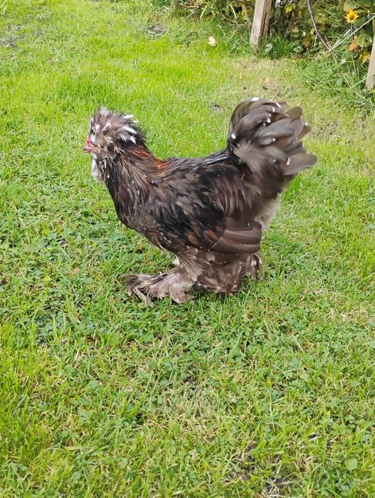 Sprzedam silki kogut