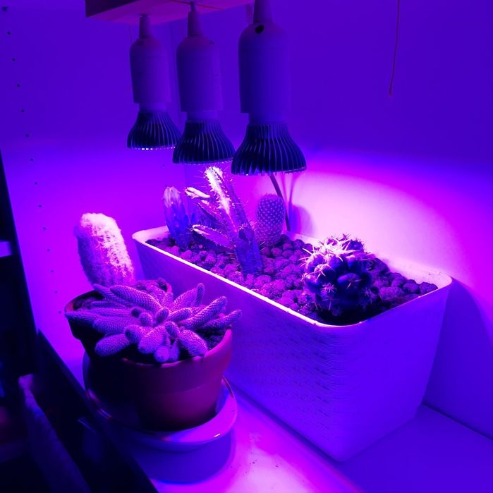 Żarówka LED Grow P30 50W oświetlenie uprawa roślin