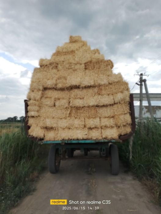 Продам солому ячменная