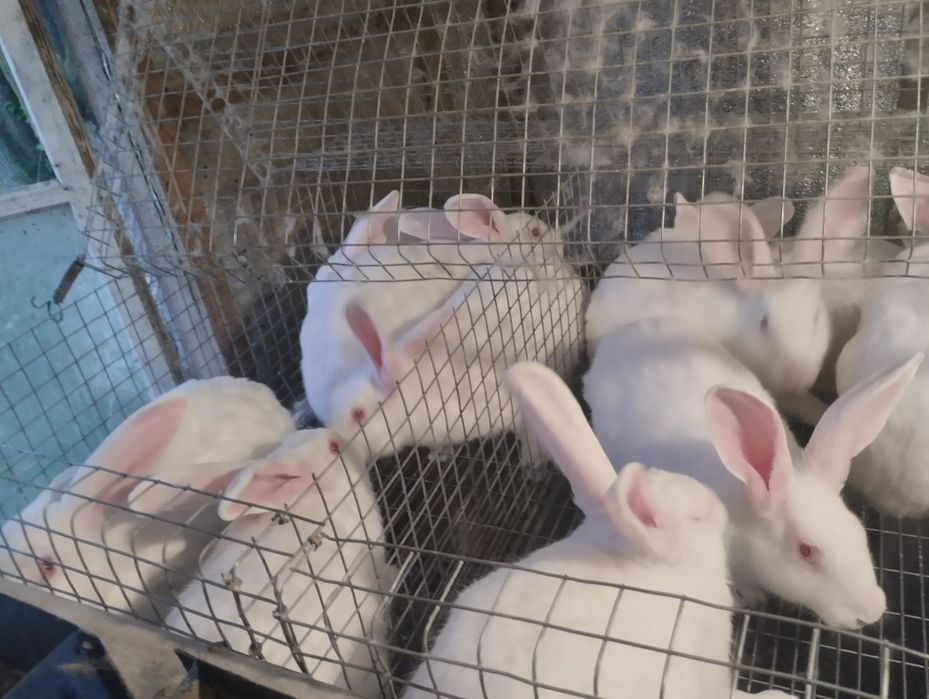 Самці та самки 2-4 місяці. Термонці та мішані.